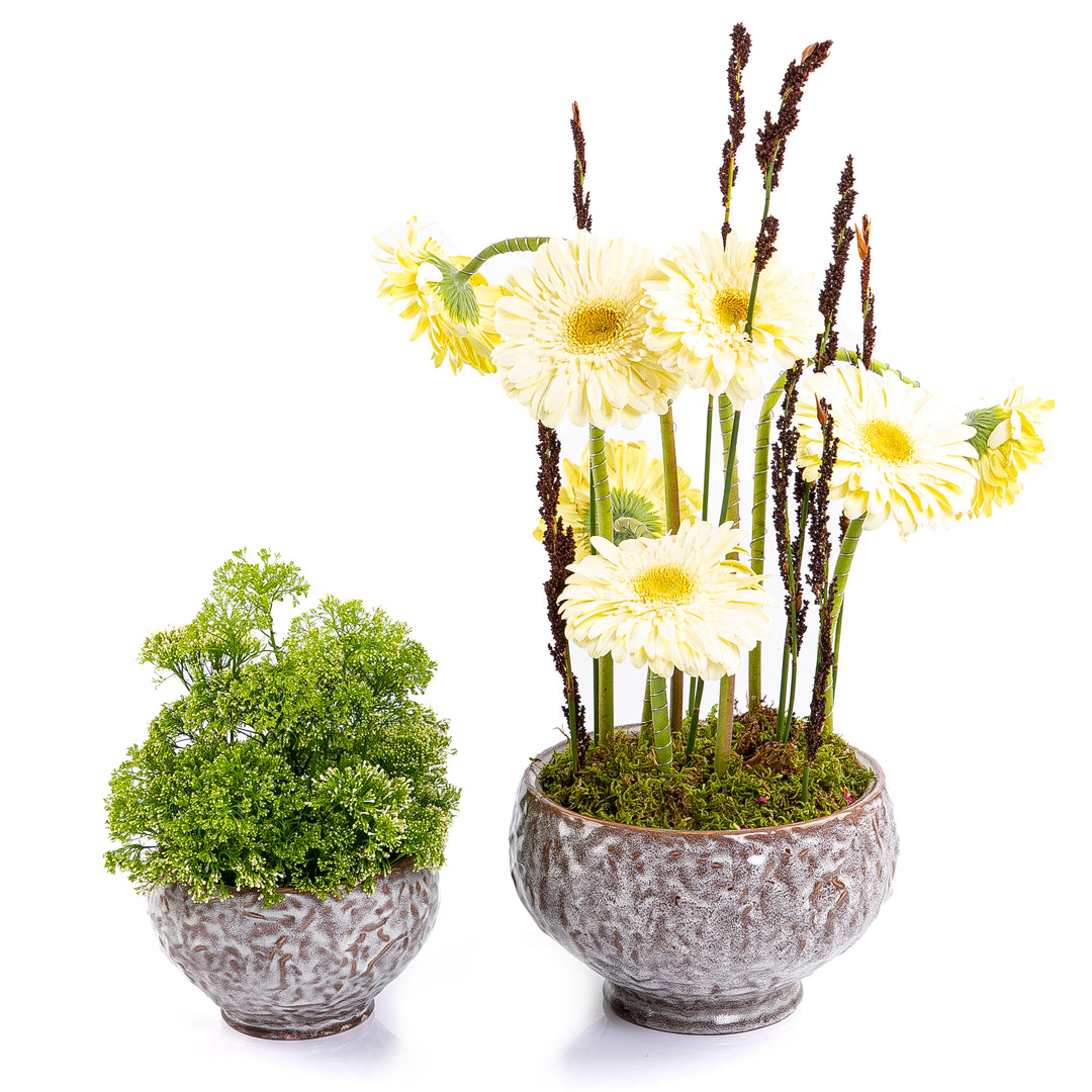 Set of yellow gerbera and plant ceramic pot